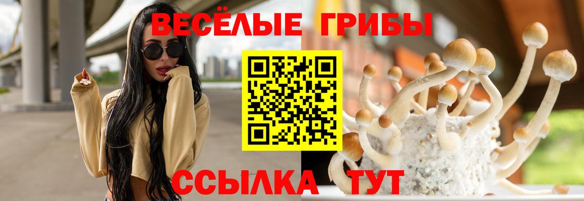 где можно купить наркотик  Галлюциногенные грибы MAGIC MUSHROOMS  Вход с VPN  Ртищево  Псилоцибиновые грибы GOLDEN TEACHER 